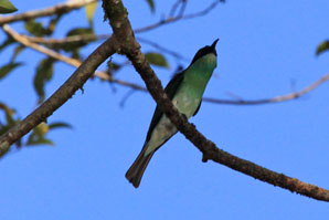 Blue-Throated Bee-Eater